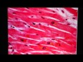 Cardiac Muscle Tissue