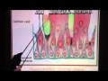 Pseudostratified Ciliated Columnar Epithelium