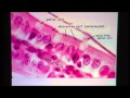 Simple Columnar Epithelium