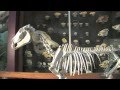 Sierra College Natural History Museum: Indoor Displays