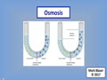 7.6 Solutions - Osmosis